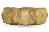 Fossil Ichthyosaur (Brachypterygius) Vertebra - England #354091-2